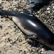 A dead porpoise washed up at Shotley beach