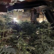 The cannabis plants found in the address in Portman Road, Ipswich