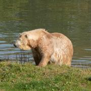 Ewa the polar bear has arrived at Jimmy's Farm near Ipswich