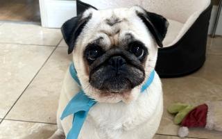 Penny the pug was diagnosed with a rare brain disease