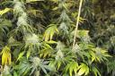 Cannabis plants were found at a Stowmarket home: Stock Image