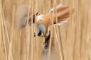 A bearded tit hiding behind the reeds at Minsmere. Picture: FRANCES CRICKMORE
