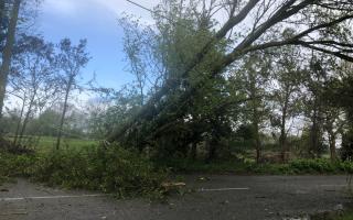 A fallen tree in Bramling Green, near Framlingham