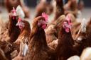 Suffolk and Essex poultry owners will need to keep birds inside from Monday (file photo)