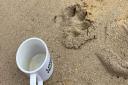 Zac Askew's photo of a paw print discovered at a yard in East Soham