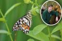 Butterflies are returning to Jimmy's Farm at Wherstead, near Ipswich. General manager Stevie Sheppard (inset)