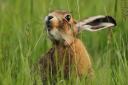 Hare coursing was banned in the UK in 2005 - but is still legal in some other countries.