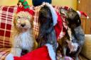 Jack, Buddy and Jemima are at the top of Santa's 'Nice' list this year