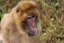 Jimmy's Farm already had three Barbary Macaques, so the new additions bring the total number to 10