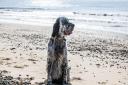 Walberswick, pictured, is one of Suffolk's most dog-friendly beaches - find out where else has made the cut