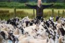 The Suffolk Shepherdess, Tilly Abbott, 21, of Nacton, Ipswich, herding the ewes and lambs for weaning at Kessingland