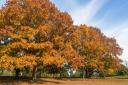Autumn Colours in Christchurch Park