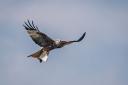 A red kite was photographed in Suffolk over the Easter Bank Holiday with a McDonald's cup between its talons