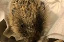 Tiny Tim was between four and six weeks old - and only 150g - when he came into the care of Astrid and her rehabilitator, Jo Southall Picture: ASTRID MARTIN