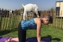 Last year goat yoga was at the Fit East festival Picture: YOGA GOAT
