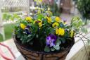 Create a spring hanging basket for your doorway or garden PICTURE: Ruth Goudy