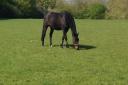Horses thefts in East Suffolk on the rise