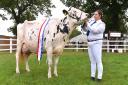Charlotte Moody from Nortons Farm near Chelmsford: Winner of the Dairy Inter-Breed championships at the 2018 Suffolk Show
    Picture: NICK BUTCHER