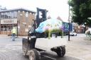 Pigs Gone Wild sculptures being delivered to the streets of Ipswich