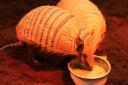 Preston and Polly the Armadillos have recently moved to Jimmy's farm from Longleat Safari Park in Wiltshire