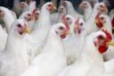 DEFRA has imposed a bird flu prevention zone across Suffolk, Norfolk and parts of Essex
