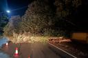 A large fallen tree is blocking a Felixstowe road