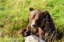 Jimmy's Farm is hoping to bring brown bear Diego over from Sweden to Suffolk, saving his life.