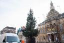 The huge Christmas tree is set to go up on November 15.