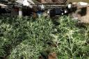 The cannabis factory was found in Arcade Street