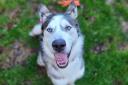 Blaze is a beautiful, blue-eyed Siberian husky looking for a new home