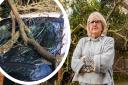 Julie Whatling was left with a bill for £500 when a tree branch fell through her car windscreen. Two weeks on, the tree is still there. Image: Julie Whatling / Charlotte Bond