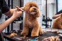 A new dog groomer is opening near Ipswich