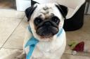 Penny the pug was diagnosed with a rare brain disease