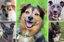 Some dogs at Dogs Trust Evesham are older and looking for their forever home - here are five of them