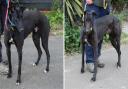 The Suffolk Greyhound Trust is looking to rehome a number of former racing dogs