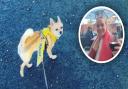 Melissa Craig (inset) is trying to raise awareness for 'yellow dogs' like her own Ruby