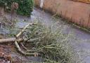 Walnut trees have been felled in Stowmarket
