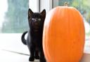 The RSPCA in Martlesham has a number of  black cats and kittens that need a home.
