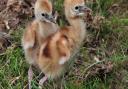 Colchester Zoo�s Crowned Crane pair, Charles and Camilla, have welcomed two healthy chicks. Picture: COLCHESTER ZOO/TOM SMITH