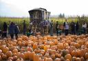 Halloween is coming Picture: UNDLEY PUMPKIN PATCH