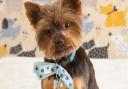 Dolly's Dog Grooming Salon and Spa in Ipswich offers de-sensitisation sessions for puppies to help make grooming an enjoyable experience