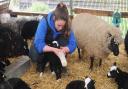 lambs being fed at Baylham House Farm