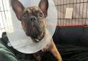 Lola the French Bulldog, who lives in Ipswich, broke her leg falling down the stairs