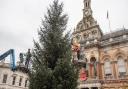 Ipswich's Christmas tree has now arrived on the Cornhill.  Picture: Sarah Lucy Brown