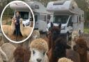 Hilly Ridge Alpacas in Wattisham has branched into motorhomes, offering people the chance to start their holiday in a field of alpacas.