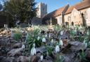 Snowbells have emerged in Martlesham, signalling the start of Spring