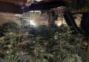 The cannabis plants found in the address in Portman Road, Ipswich