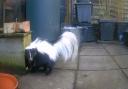 Piper the skunk was spotted in a garden in Ipswich