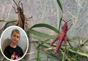 Koby Legge, 6, found a rare pink grasshopper in his garden