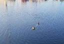 The seal was spotted at Ipswich Waterfront on Wednesday